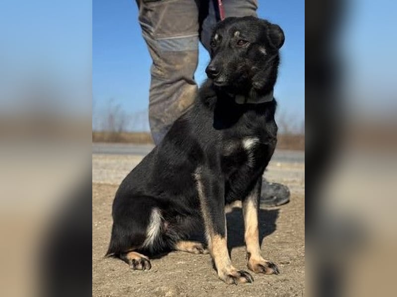Claudia eignete sich nicht als Wachhund und landete im Shelter