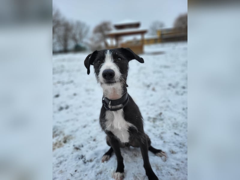 FYNN braucht ein neues, liebevolles Zuhause