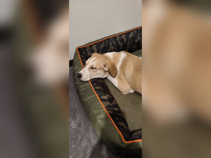 Zefir sucht dringend ein zu hause