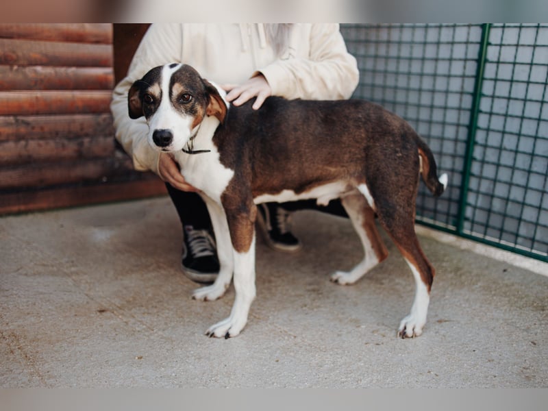 Rex wartet auf sein Für Immer Zuhause