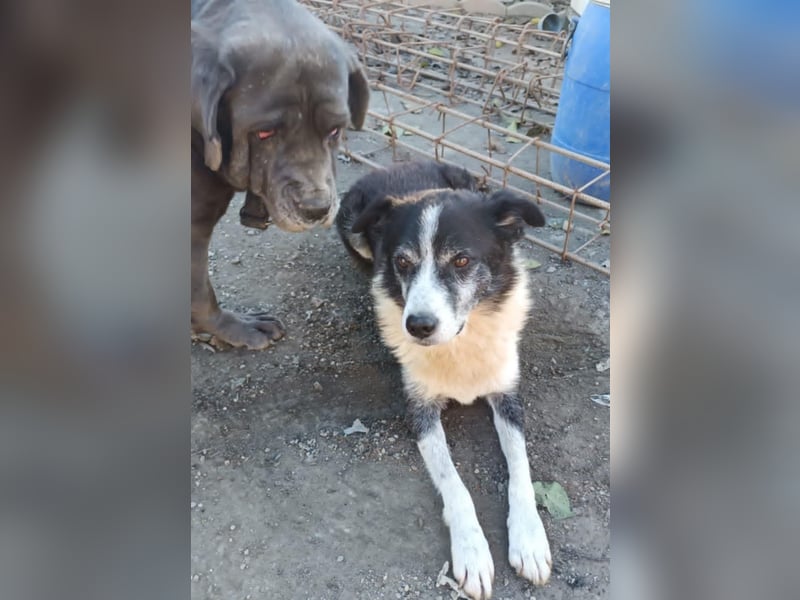 Braver Senior Florica - hat sein Zuhause verloren
