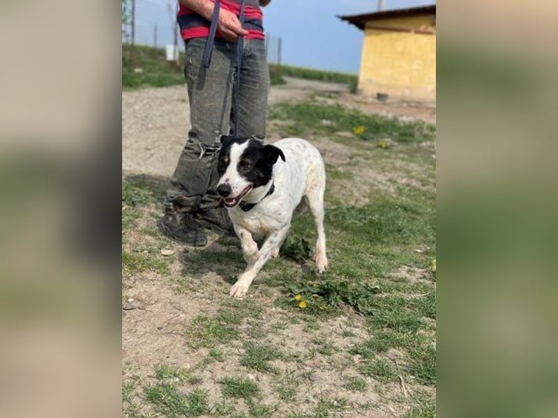 Anhängliche Delia sucht Zuhause