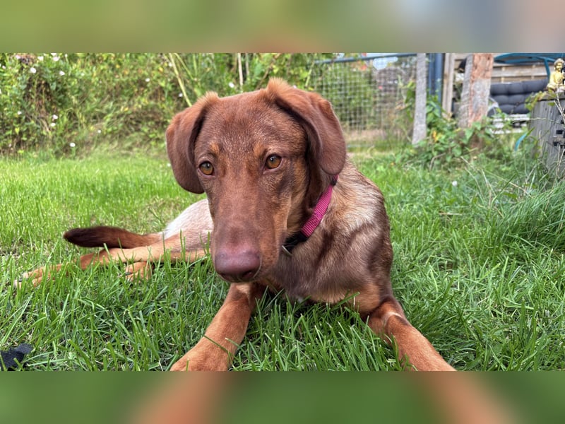 Lupo sucht ein Zuhause