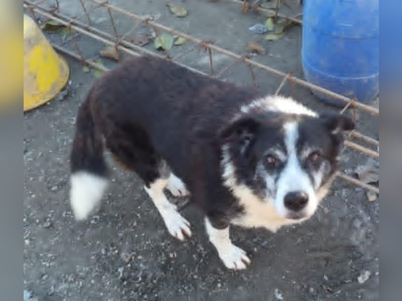 Braver Senior Florica - hat sein Zuhause verloren