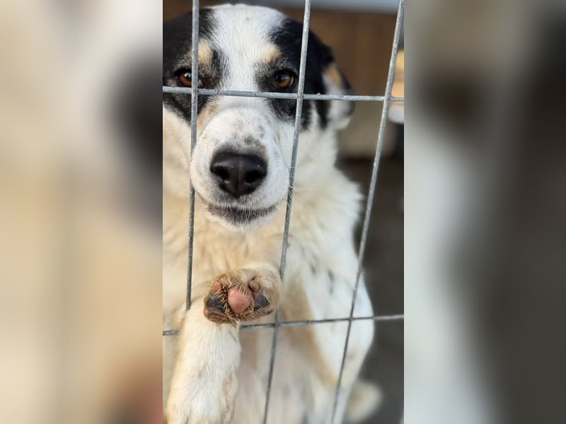 Laika will einfach nur geliebt werden