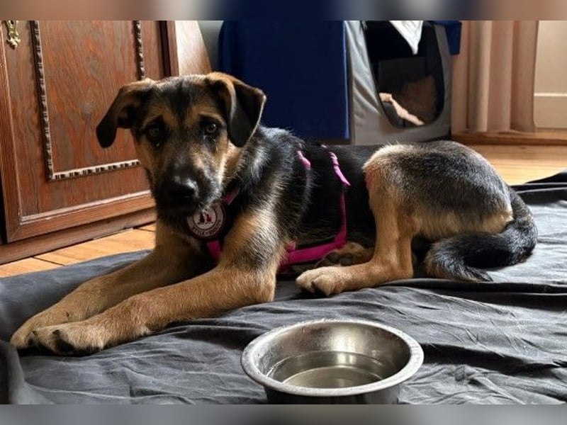YUNA - zuckersüßes Hundemädchen sucht ihre Menschen