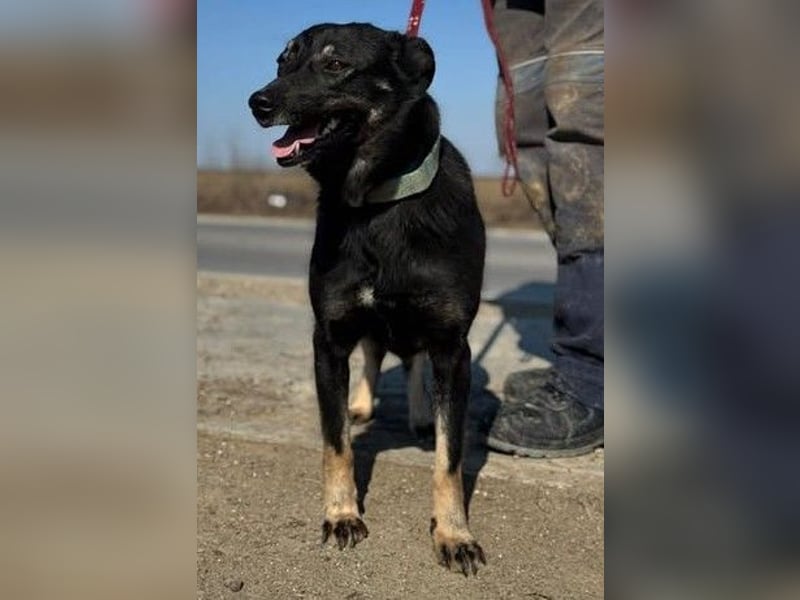 Claudia eignete sich nicht als Wachhund und landete im Shelter