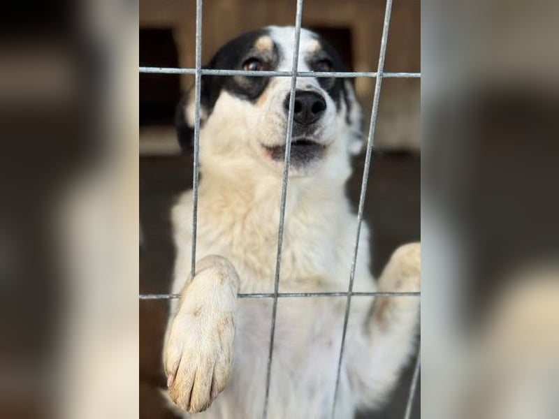 Laika will einfach nur geliebt werden