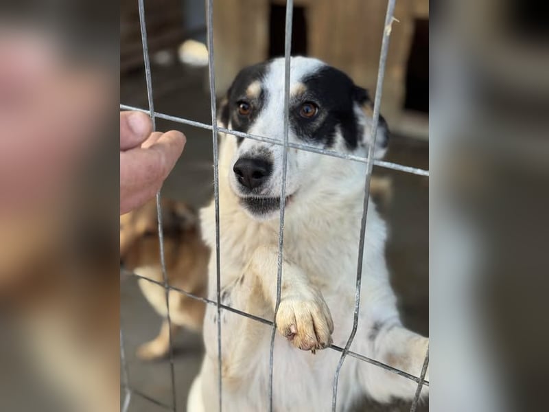 Laika will einfach nur geliebt werden