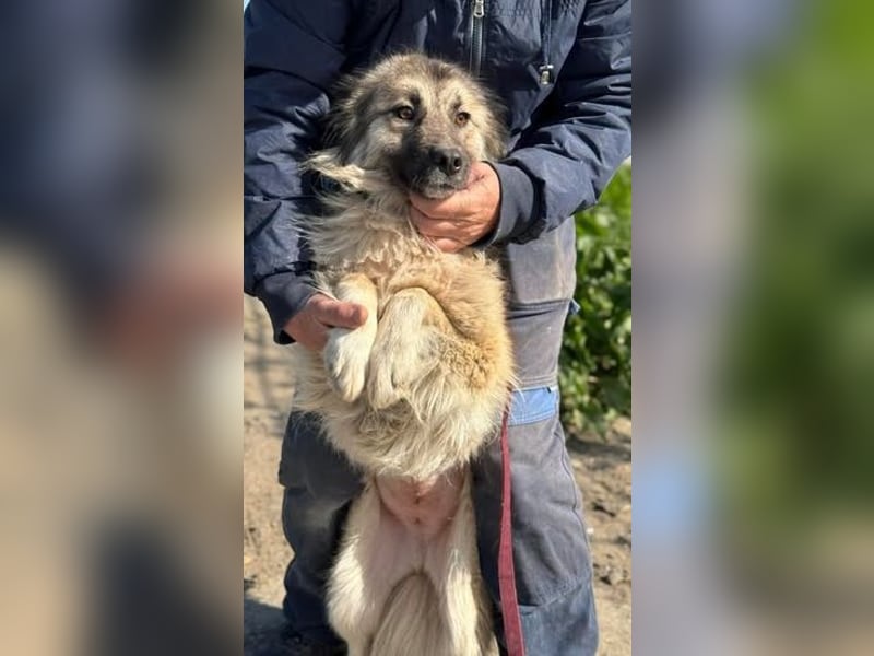 Tierschutz: Edle Prinzessin Zarah