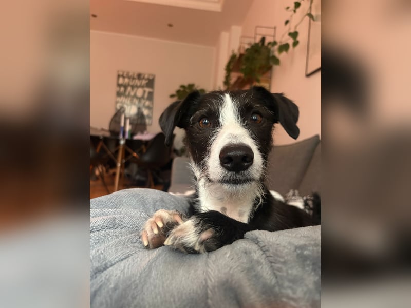 FYNN braucht ein neues, liebevolles Zuhause