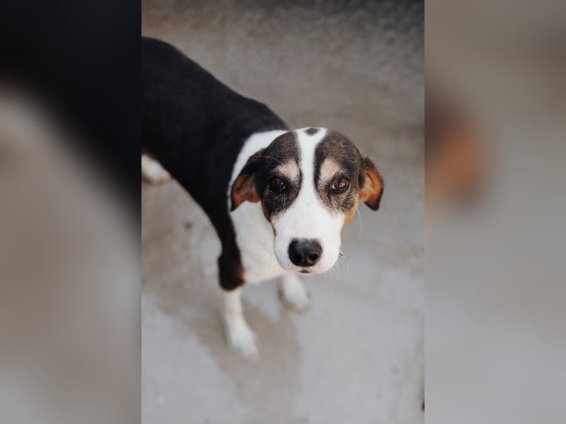 Rex wartet auf sein Für Immer Zuhause