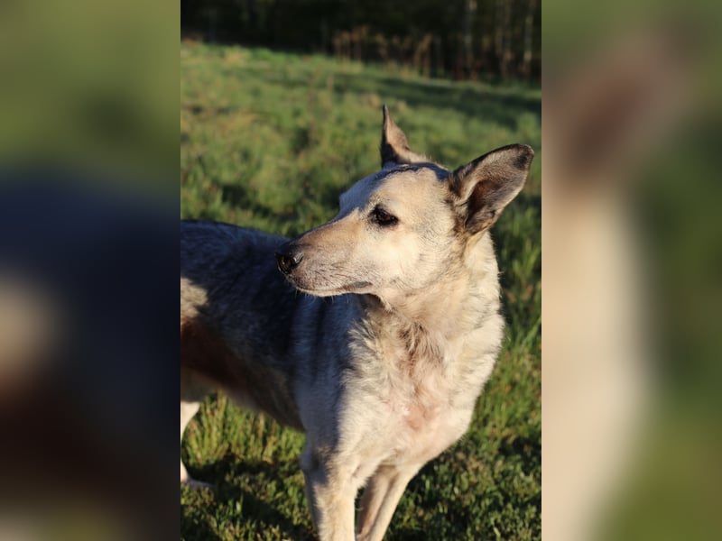 Dauerhafte Pflegestelle / Lebensplatz für Hündin LUCIA gesucht