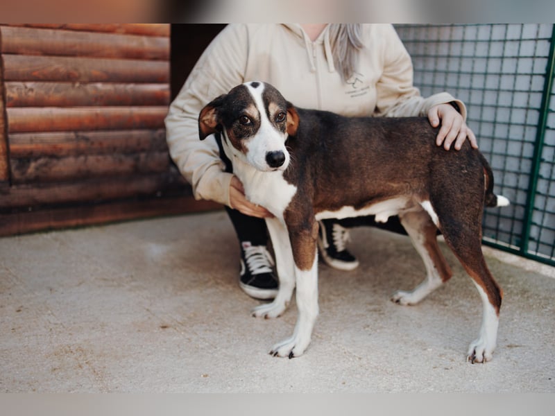 Rex wartet auf sein Für Immer Zuhause