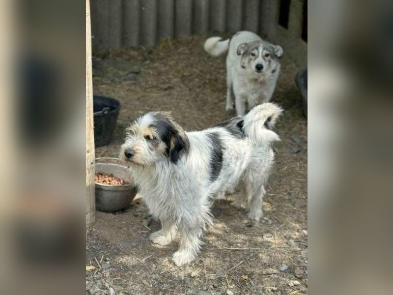 Noris aus Rumänien - ist noch unsicher - sucht einfühlsames Zuhause