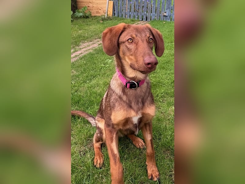 Lupo sucht ein Zuhause