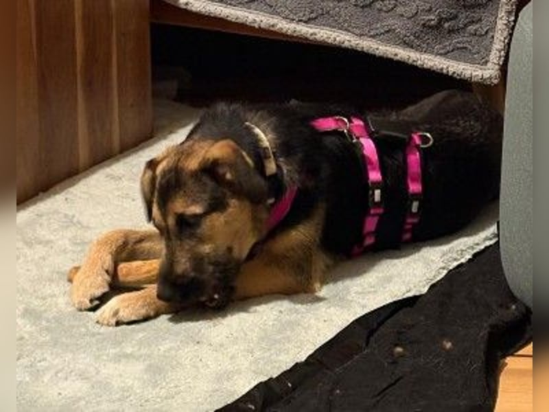 YUNA - zuckersüßes Hundemädchen sucht ihre Menschen