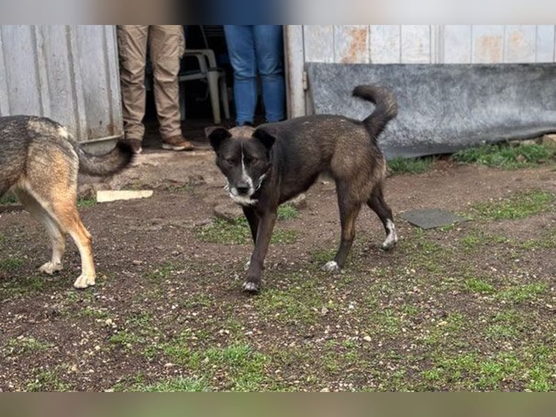 Ronald - kastriert - geboren Mai 2024 - Tierheim Kostinbrod (Bulgarien)