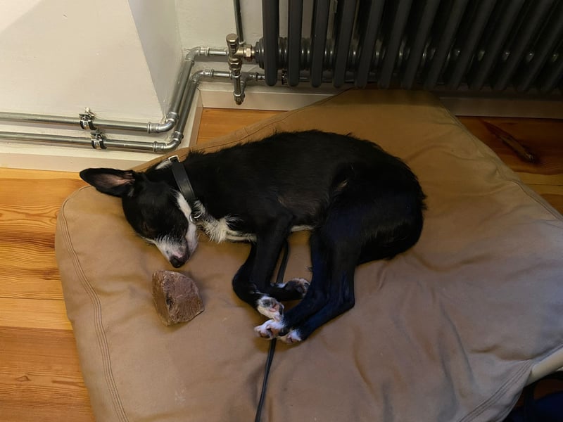 FYNN braucht ein neues, liebevolles Zuhause