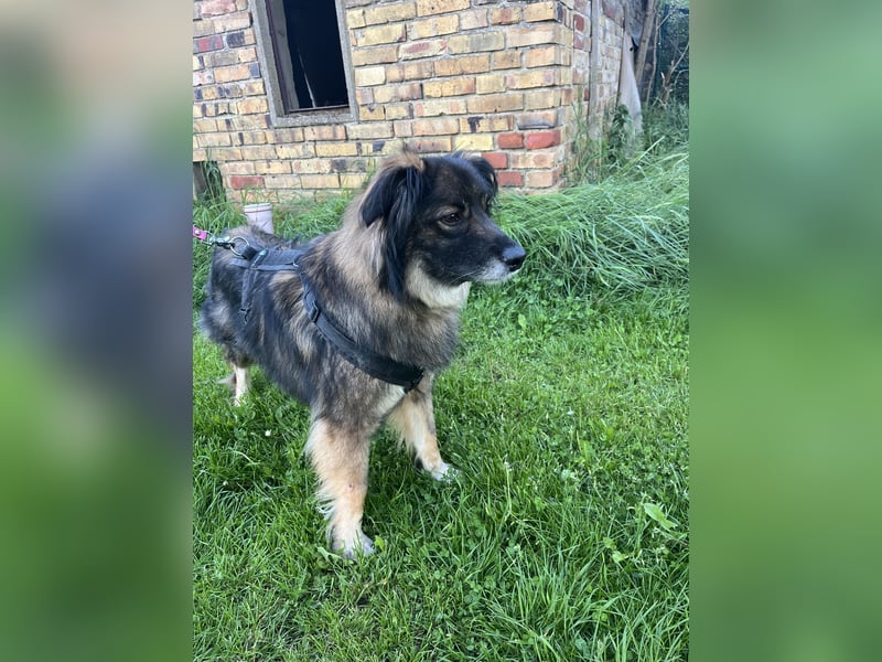 Freundlicher Rüde BAVIN sucht ein neues Zuhause!