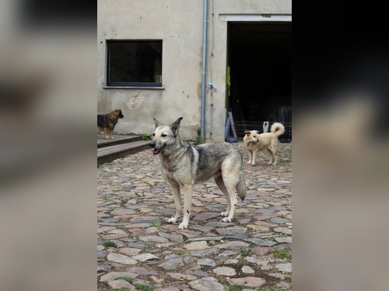 Dauerhafte Pflegestelle / Lebensplatz für Hündin LUCIA gesucht