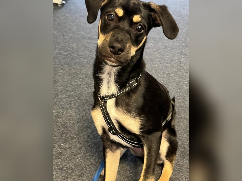 Snoopy Kleiner Mix, Rüde, * 14-03-2025