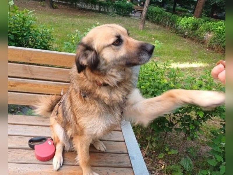 Maya aus Rumänien - wer rettet sie jetzt vor dem Shelter?