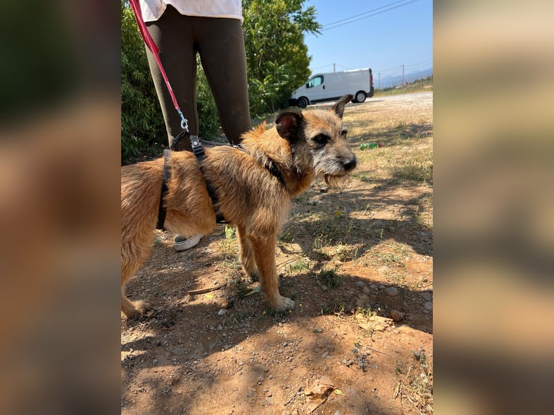 Milli, neugierige Terrier-Mix Hündin auf Heimatsuche