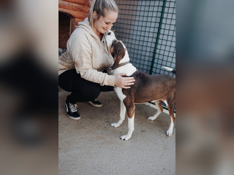 Rex wartet auf sein Für Immer Zuhause