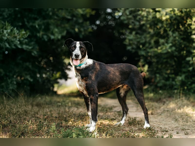 Fröhliche Bokki sucht ihre Menschen