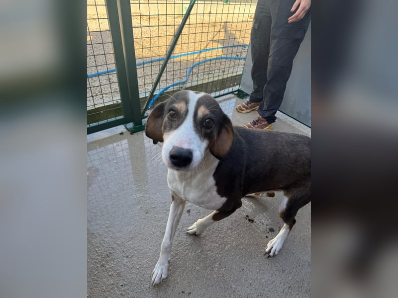 Rex wartet auf sein Für Immer Zuhause