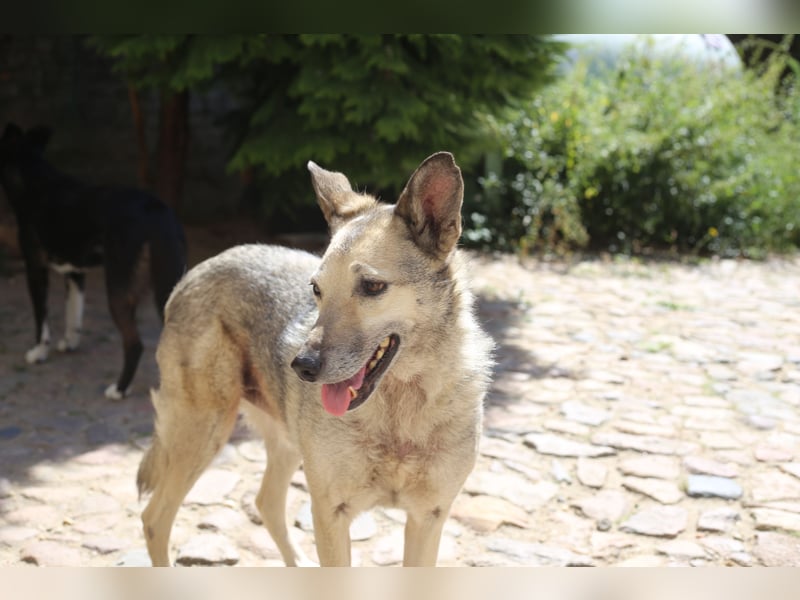 Dauerhafte Pflegestelle / Lebensplatz für Hündin LUCIA gesucht
