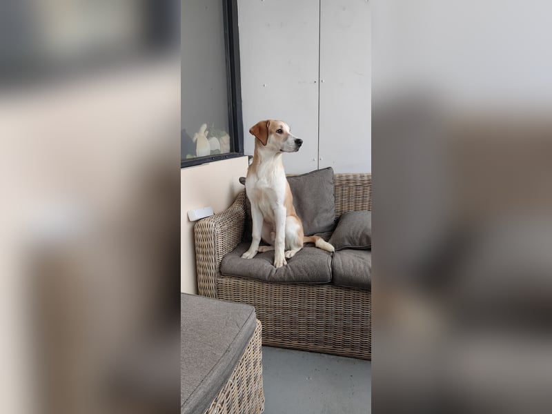 Zefir sucht dringend ein zu hause