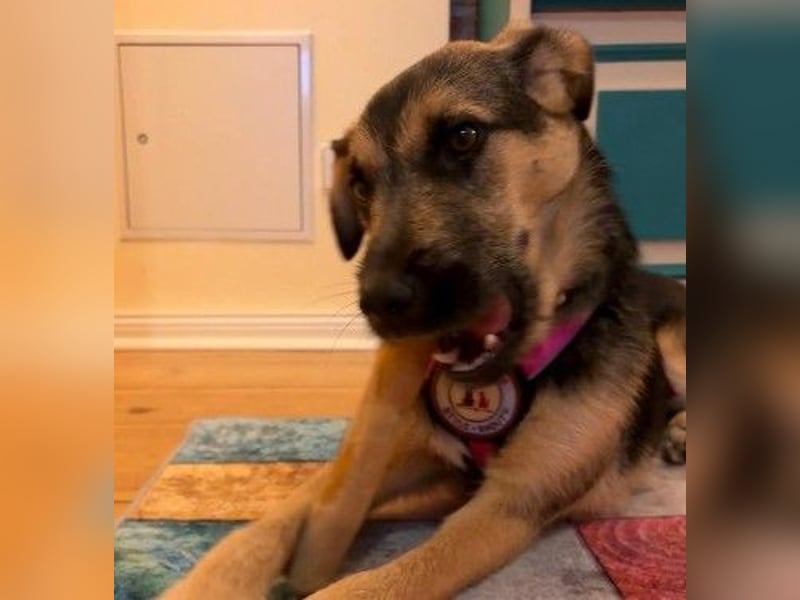 YUNA - zuckersüßes Hundemädchen sucht ihre Menschen