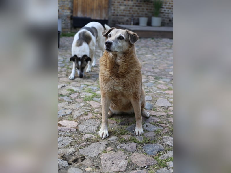 Dauerhafte Pflegestelle/Lebensplatz für Seniorin BUNI gesucht!