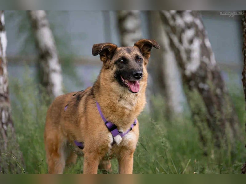 Tolle Malta sucht liebevolles Zuhause