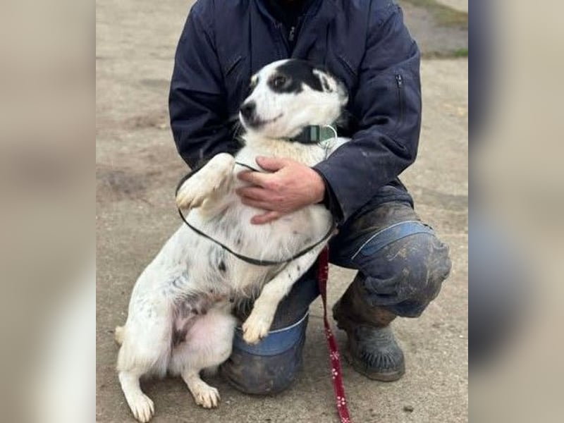 Laika will einfach nur geliebt werden