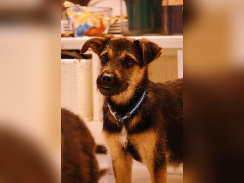 YUNA - zuckersüßes Hundemädchen sucht ihre Menschen