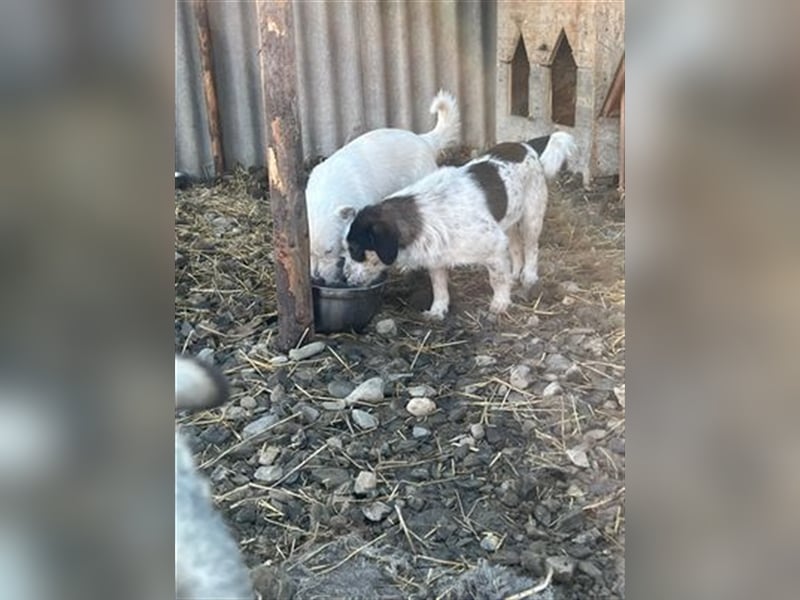 Noris - der perfekte Familienbegleiter