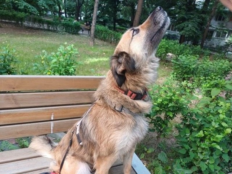 Maya aus Rumänien - wer rettet sie jetzt vor dem Shelter?