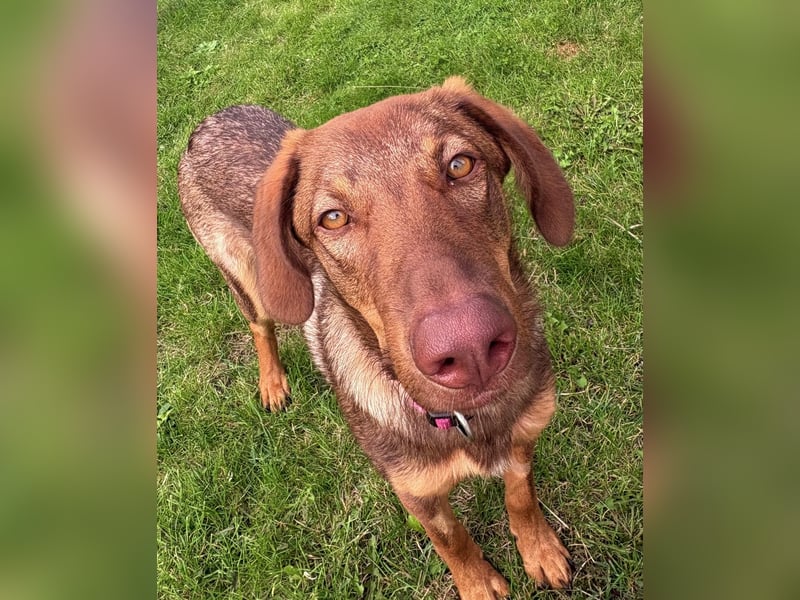Lupo sucht ein Zuhause