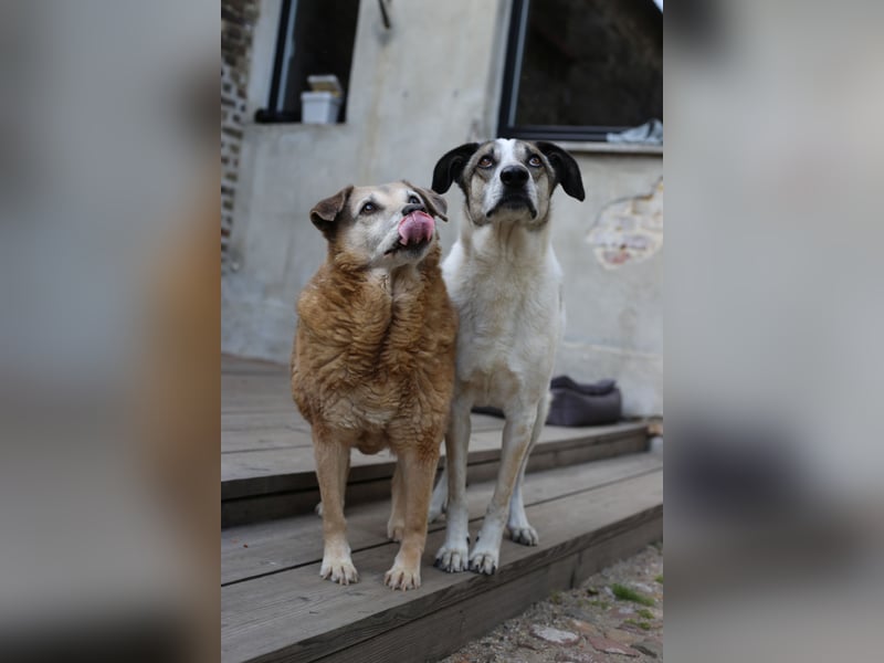 Dauerhafte Pflegestelle/Lebensplatz für Seniorin BUNI gesucht!