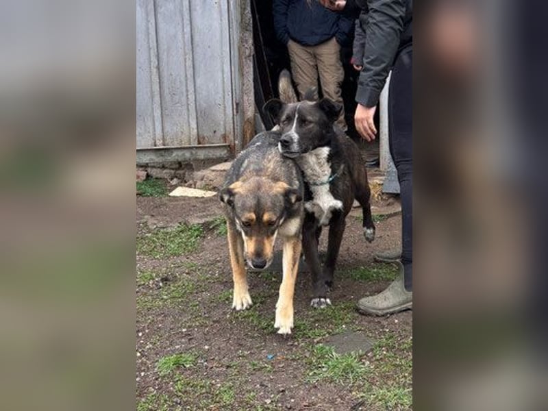 Ronald - kastriert - geboren Mai 2024 - Tierheim Kostinbrod (Bulgarien)