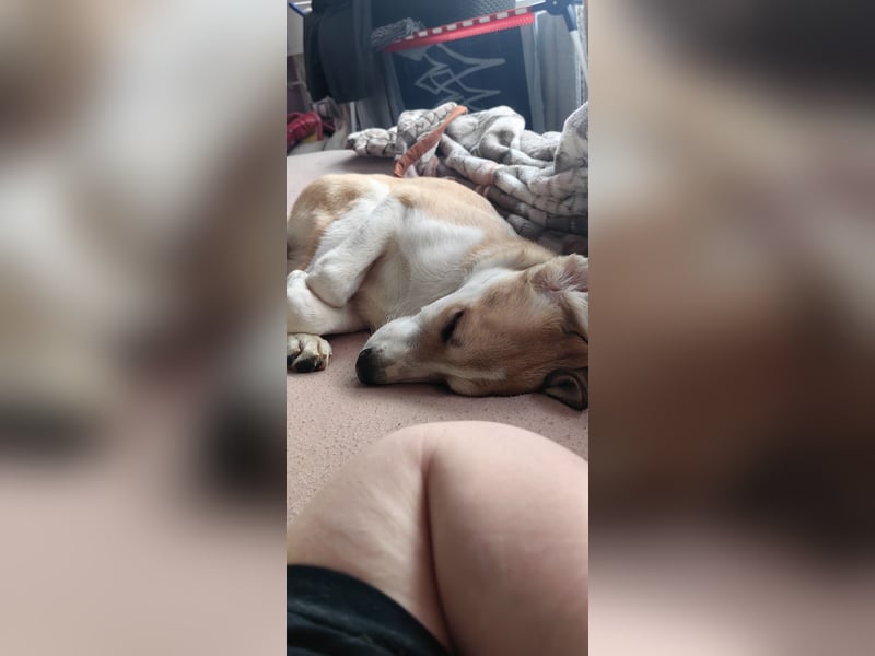 Zefir sucht dringend ein zu hause