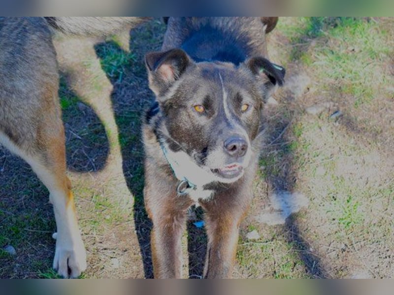 Ronald - kastriert - geboren Mai 2024 - Tierheim Kostinbrod (Bulgarien)