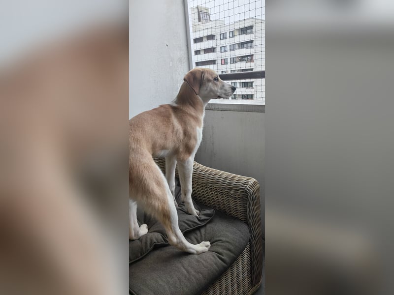 Zefir sucht dringend ein zu hause