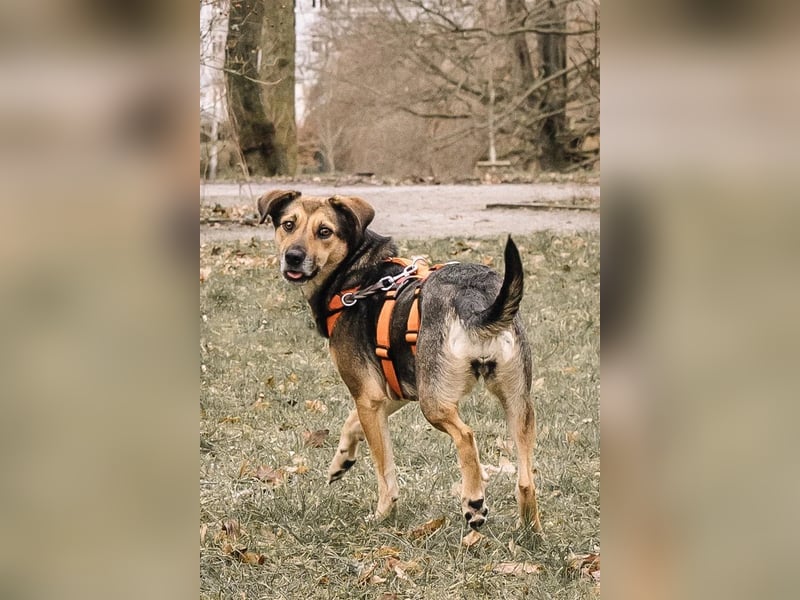 Liebe, kluge Inoa sucht ihre Familie