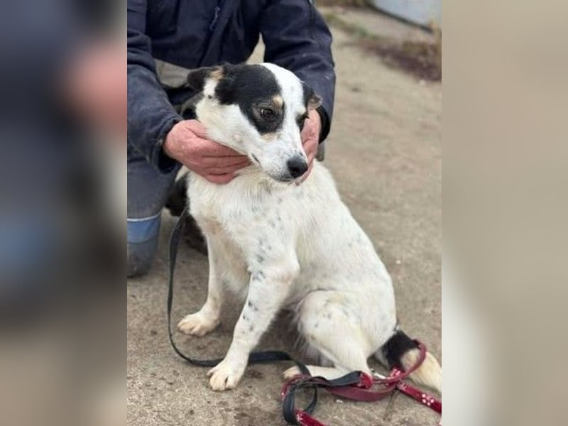 Laika will einfach nur geliebt werden