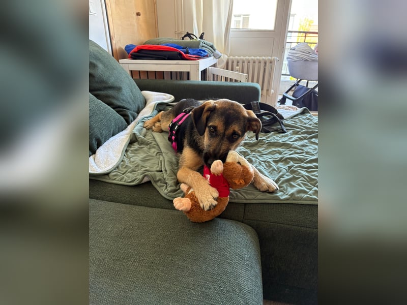 YUNA - zuckersüßes Hundemädchen sucht ihre Menschen