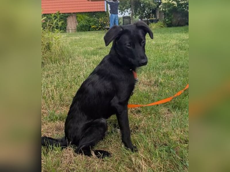 JURI - verspielter & fröhlicher Junghund sucht seine Familie
